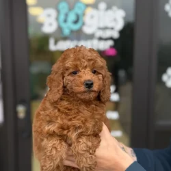 Female Mini Goldendoodle puppy named Trixie for sale at Boogie's Pup Lancaster.