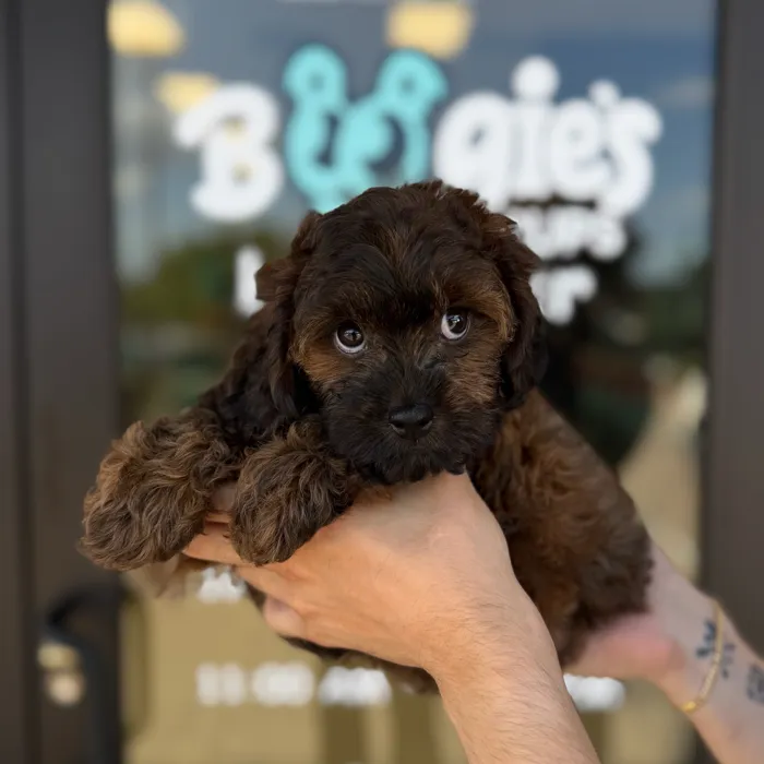 Female Cavapoo puppy named Nieve for sale at Boogie's Pup Lancaster.