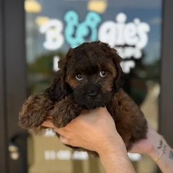 Female Cavapoo puppy named Nieve for sale at Boogie's Pup Lancaster.