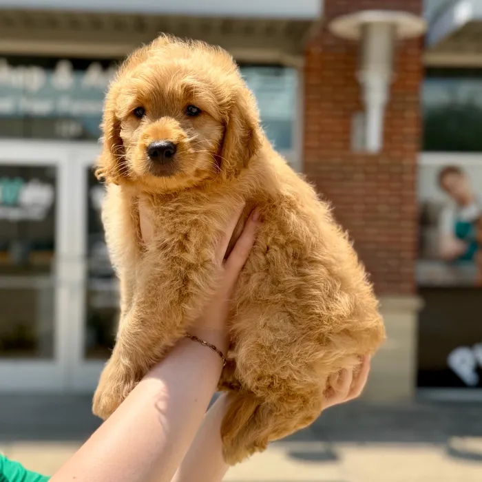 Male Goldendoodle puppy named Larry for sale at Boogies Pup's Grapevine.