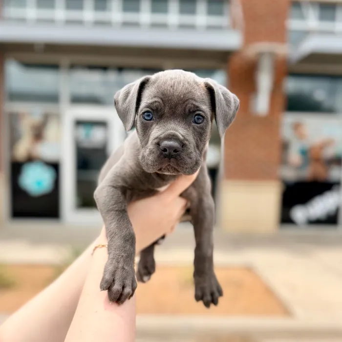 Female Cane Corso puppy named Prada for sale at Boogies Pup's Grapevine.