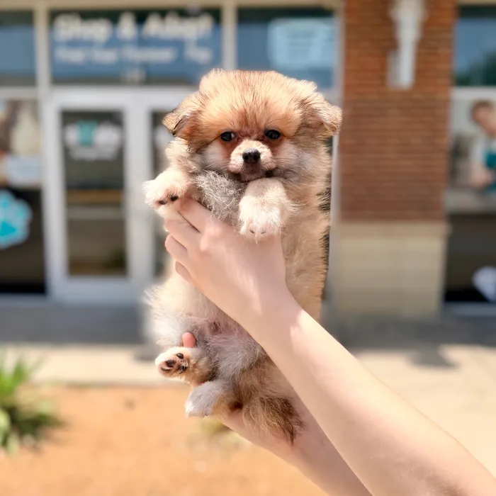Male Pomeranian puppy named Oso for sale at Boogies Pup's Grapevine.