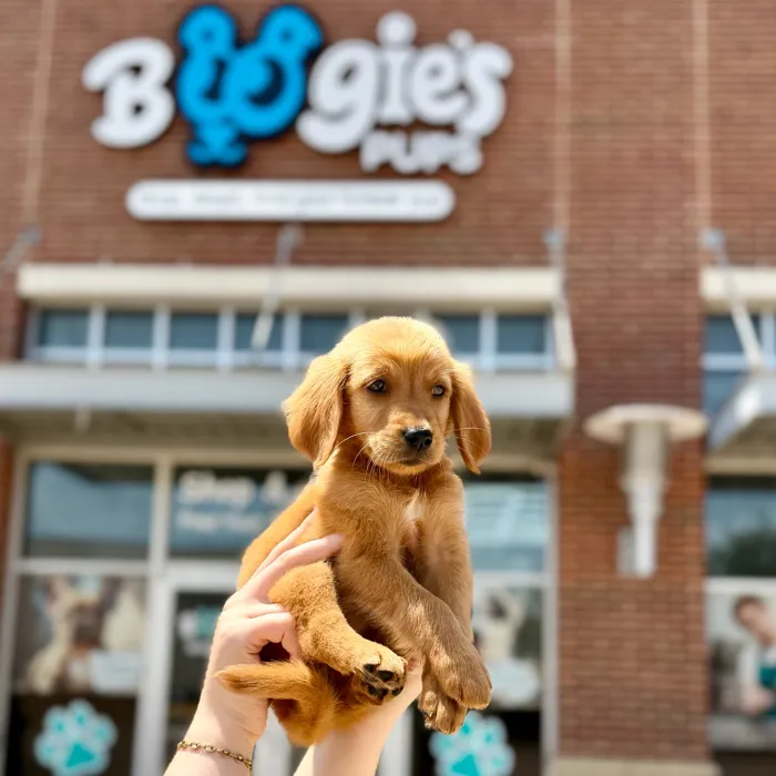 Male Golden Retriever puppy named Topaz for sale at Boogies Pup's Grapevine.