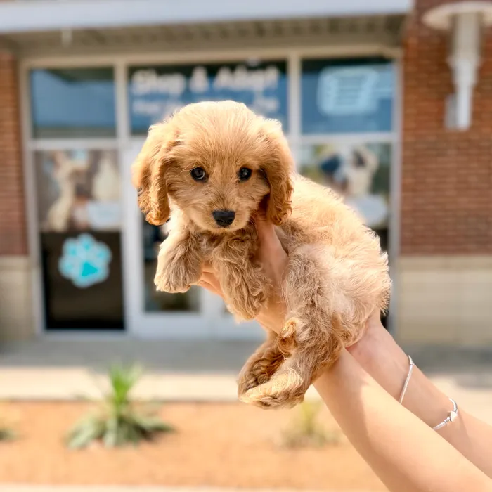 Male Cavapoo puppy named Louie for sale at Boogies Pup's Grapevine.
