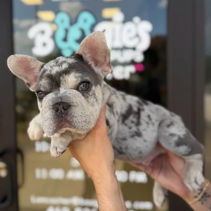 Male French Bulldog puppy named Dior for sale at Boogie's Pup Lancaster.