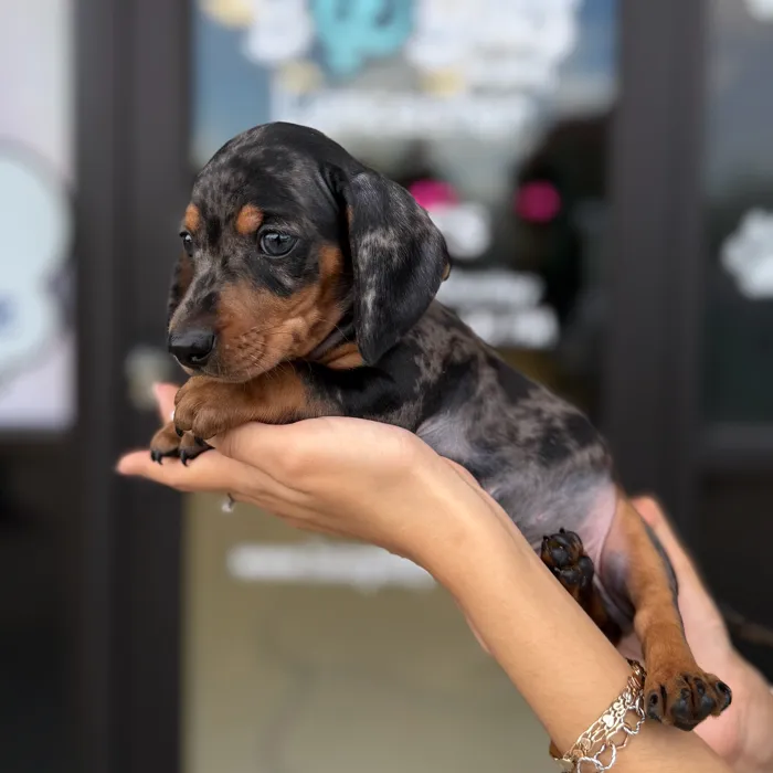 Male Dachshund puppy named Groot for sale at Boogie's Pup Lancaster.