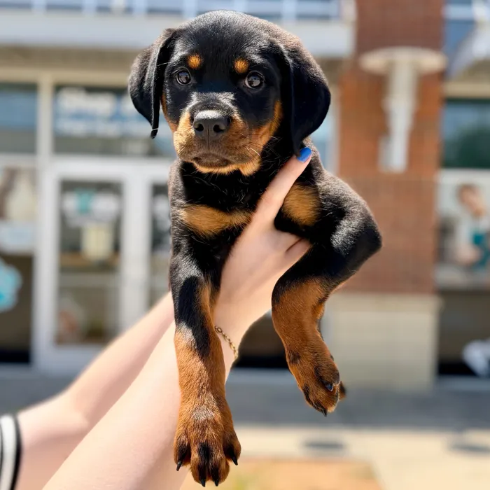 Female Rottweiler puppy named Rocky for sale at Boogies Pup's Grapevine.