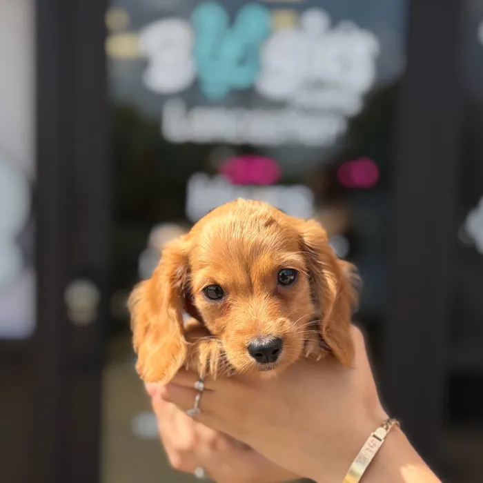 Male Dachshund puppy named Rex for sale at Boogie's Pup Lancaster.