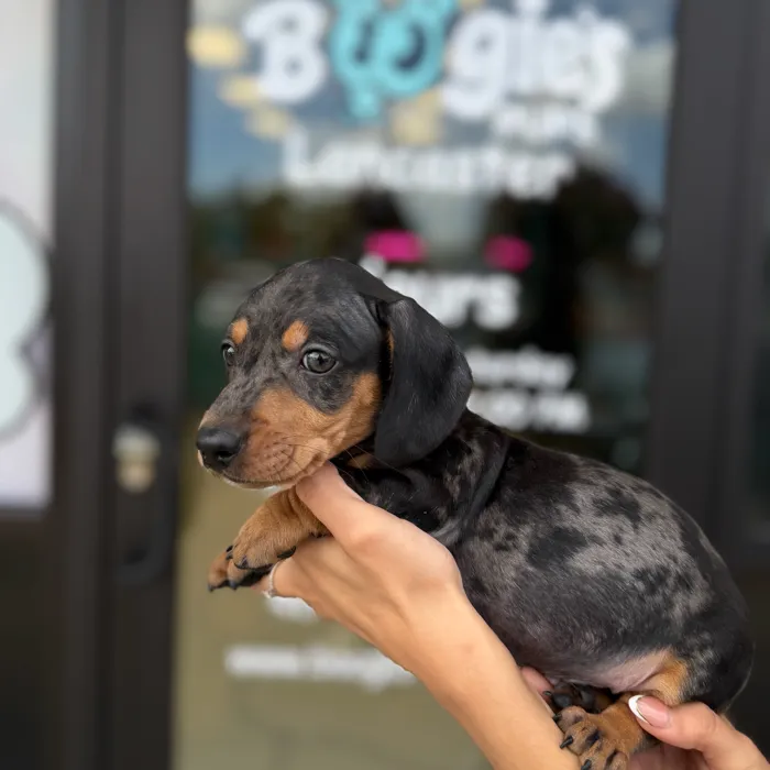 Male Dachshund puppy named Rocket for sale at Boogie's Pup Lancaster.