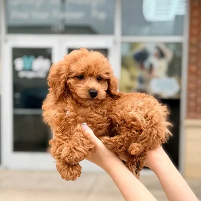 Female Mini Goldendoodle puppy named Nola for sale at Boogies Pup's Grapevine.