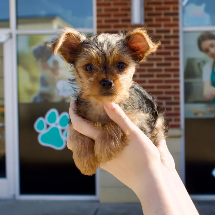 Male Yorkie puppy named Bentley for sale at Boogies Pup's Grapevine.