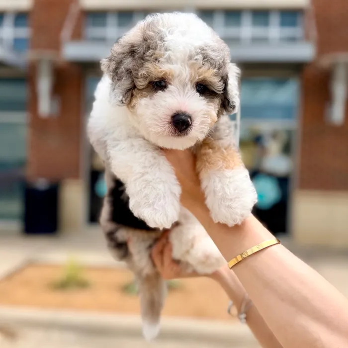 Male Aussiedoodle puppy named Benny for sale at Boogies Pup's Grapevine.