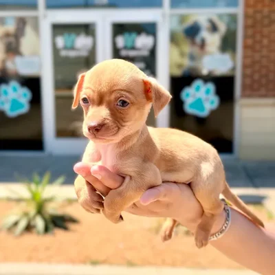 Male Chihuahua puppy named Twinkie for sale at Boogies Pup's Grapevine.