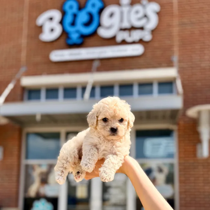 Female Toy Poodle puppy named Pearl for sale at Boogies Pup's Grapevine.