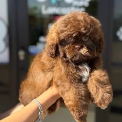 Male Shih Tzu puppy named Dante for sale at Boogie's Pup Lancaster.