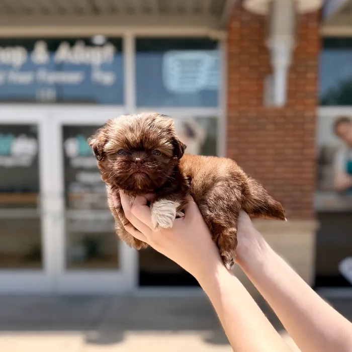 Female Shih Tzu puppy named Mocha for sale at Boogies Pup's Grapevine.
