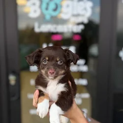 Male Chihuahua puppy named Sprout for sale at Boogie's Pup Lancaster.