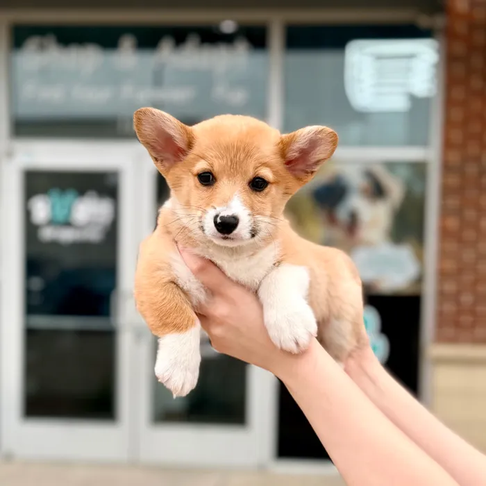 Male Pembroke Welsh Corgi puppy named Rocky for sale at Boogies Pup's Grapevine.