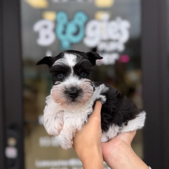Male Mini Schnauzer puppy named Theodore for sale at Boogie's Pup Lancaster.