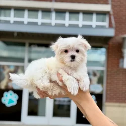 Female Maltese puppy named Spring for sale at Boogies Pup's Grapevine.