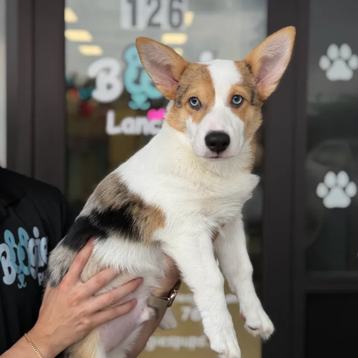 Male Pembroke Welsh Corgi puppy named Prince for sale at Boogie's Pup Lancaster.
