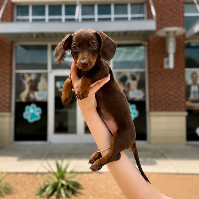 Male Dachshund puppy named Oscar Meyer for sale at Boogies Pup's Grapevine.