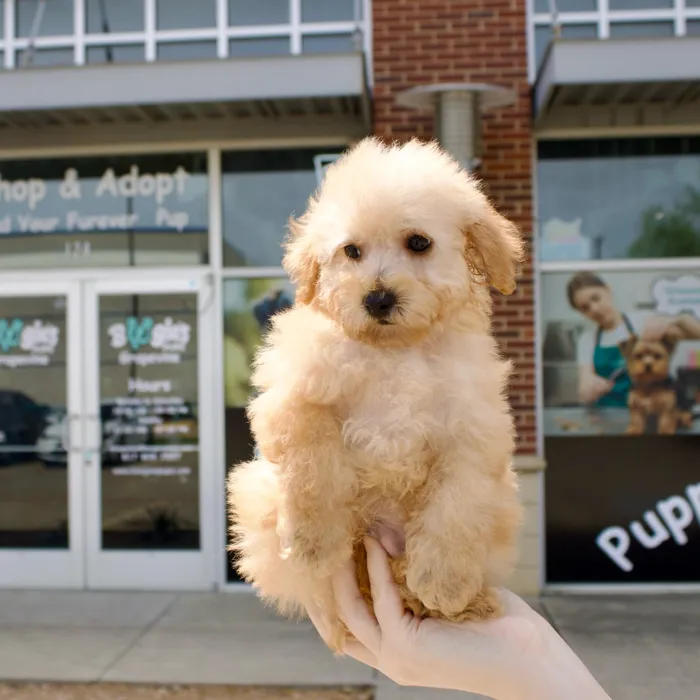 Male Cockapoo puppy named Fred for sale at Boogies Pup's Grapevine.