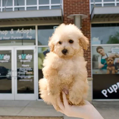 Male Cockapoo puppy named Fred for sale at Boogies Pup's Grapevine.