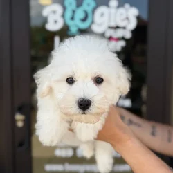 Male Bichon puppy named Buddy for sale at Boogie's Pup Lancaster.