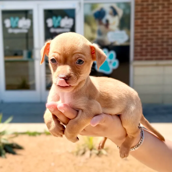 Male Chihuahua puppy named Twinkie for sale at Boogies Pup's Grapevine.