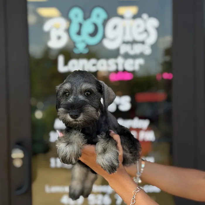 Male Mini Schnauzer puppy named Kaiser for sale at Boogie's Pup Lancaster.