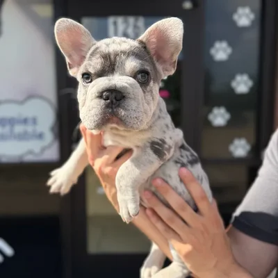 Male French Bulldog puppy named Dior for sale at Boogie's Pup Lancaster.