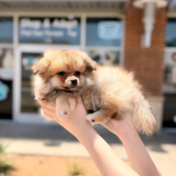 Male Pomeranian puppy named Oso for sale at Boogies Pup's Grapevine.