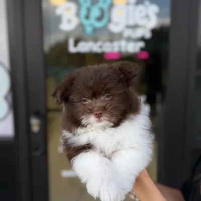 Male Shiranian puppy named Ranger for sale at Boogie's Pup Lancaster.