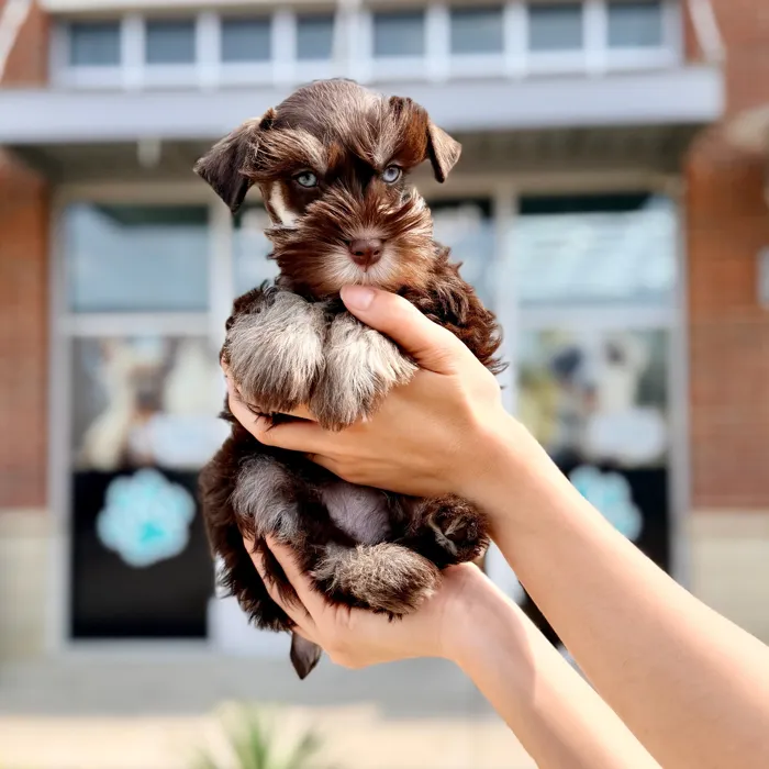 Male Mini Schnauzer puppy named Truffle for sale at Boogies Pup's Grapevine.