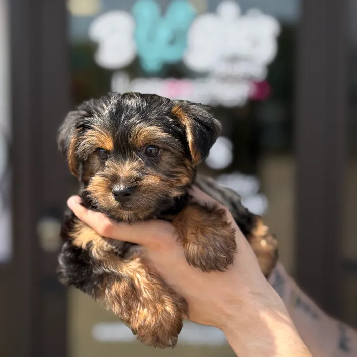 Male Yorkie puppy named Bear for sale at Boogie's Pup Lancaster.