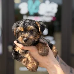 Male Yorkie puppy named Bear for sale at Boogie's Pup Lancaster.