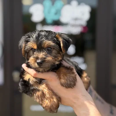 Male Yorkie puppy named Bear for sale at Boogie's Pup Lancaster.
