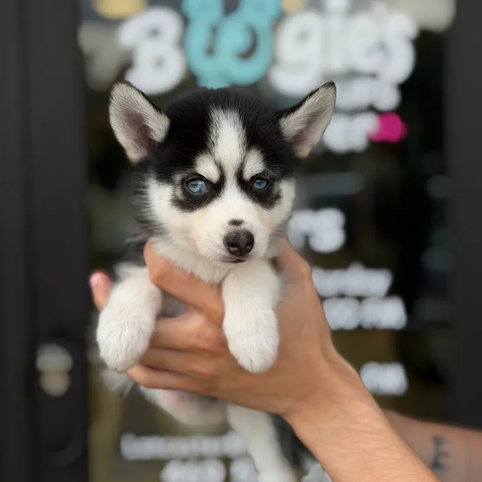 Male Pomsky puppy named Harley for sale at Boogie's Pup Lancaster.