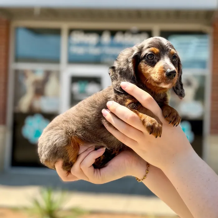 Male Mini Dachshund puppy named Onyx for sale at Boogies Pup's Grapevine.
