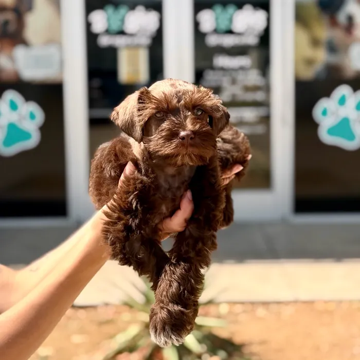 Male Mini Schnauzer puppy named Macchiato for sale at Boogies Pup's Grapevine.