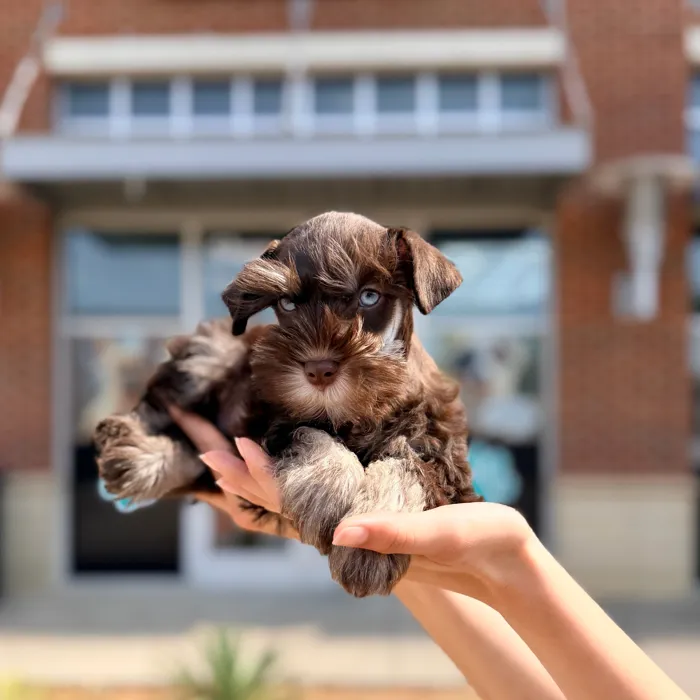 Male Mini Schnauzer puppy named Truffle for sale at Boogies Pup's Grapevine.