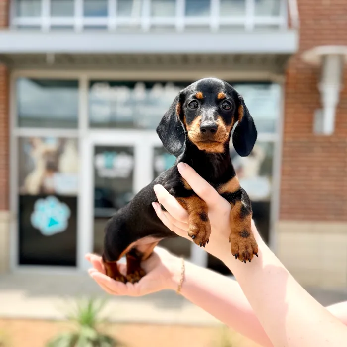 Female Dachshund puppy named Martini for sale at Boogies Pup's Grapevine.