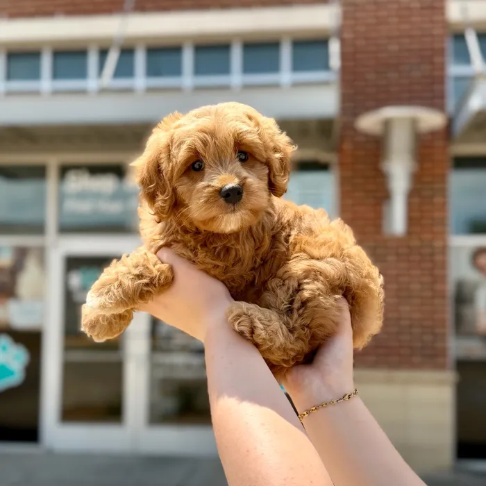 Female Goldendoodle puppy named Opal for sale at Boogies Pup's Grapevine.