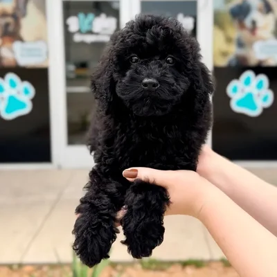 Male Mini Bernedoodle puppy named Ares for sale at Boogies Pup's Grapevine.
