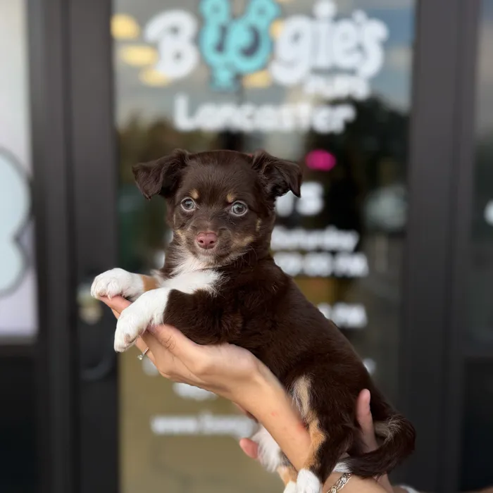Male Chihuahua puppy named Sprout for sale at Boogie's Pup Lancaster.