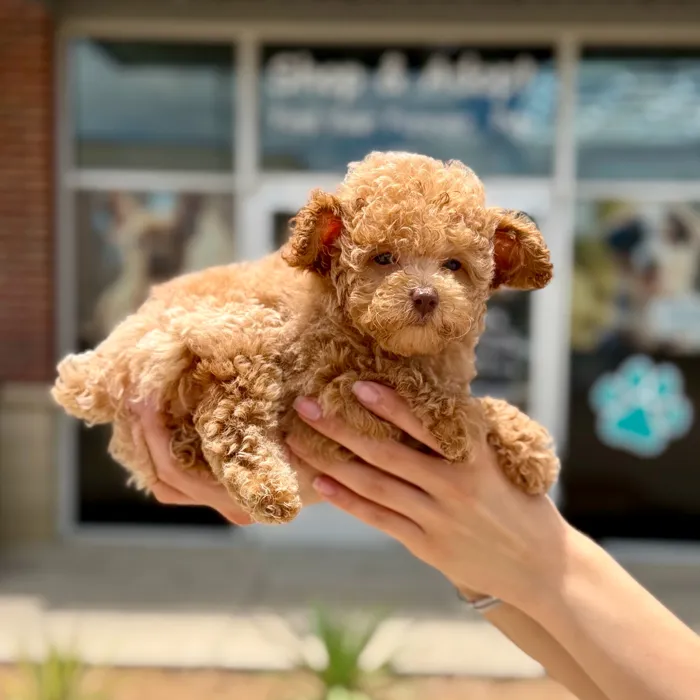 Female Toy Poodle puppy named Honey for sale at Boogies Pup's Grapevine.