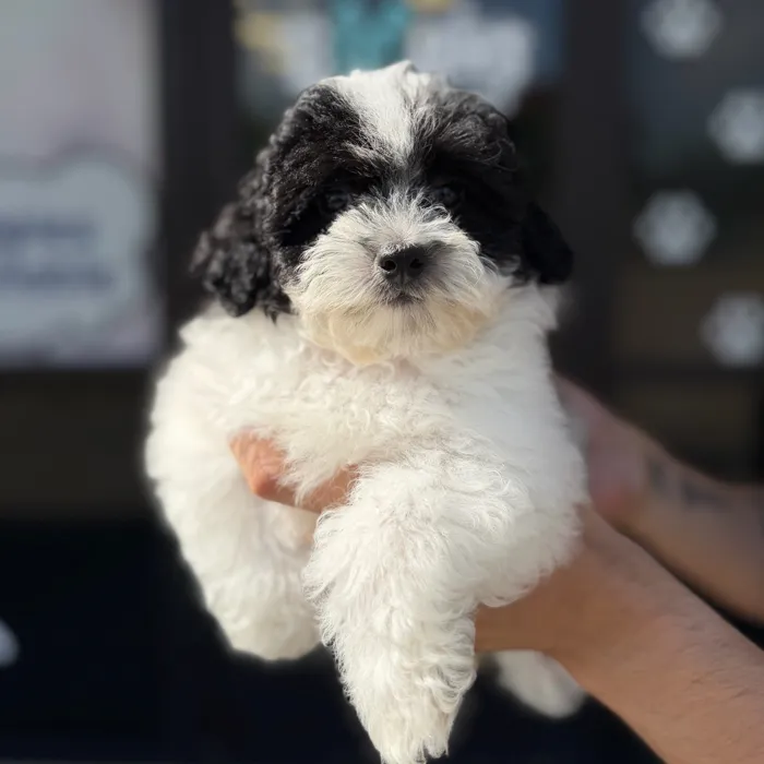 Female Maltipoo puppy named Coco for sale at Boogie's Pup Lancaster.