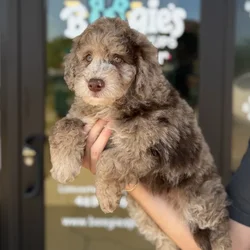 Male Goldendoodle puppy named Jasper for sale at Boogie's Pup Lancaster.