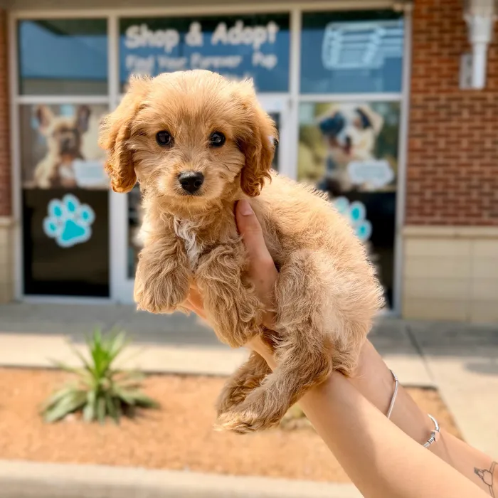 Male Cavapoo puppy named Louie for sale at Boogies Pup's Grapevine.
